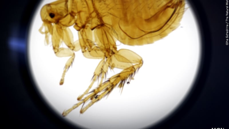 Flea under a microscope / FILE