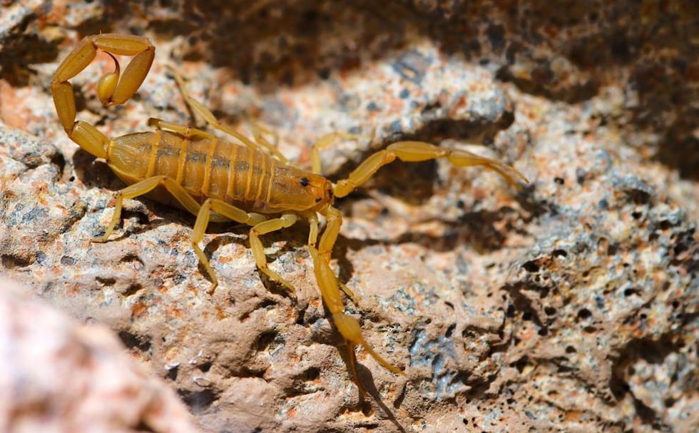 Scorpions are plentiful in Arizona.
