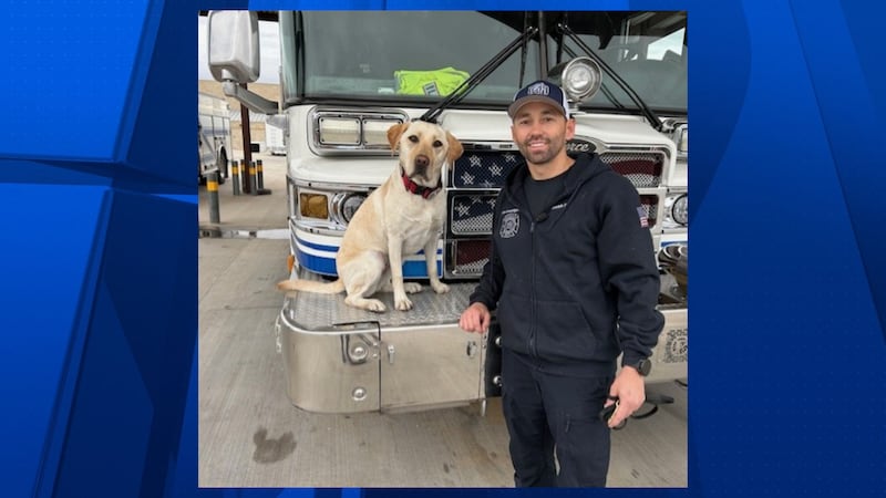 Xanadu, a yellow Labrador retriever, helps arson investigators determine whether a fire was...