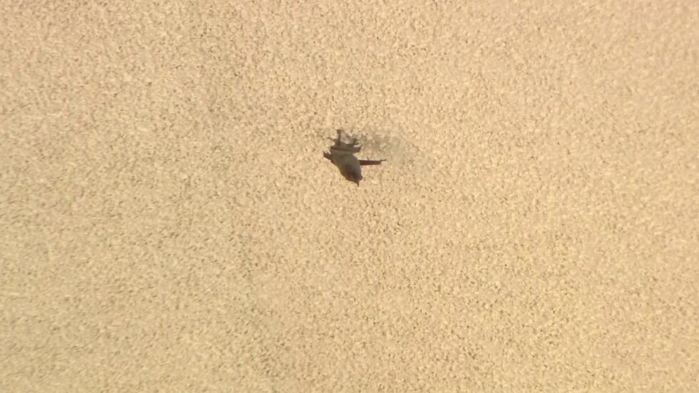 A bat was spotted hanging from the ceiling of a common area at NAU's Mountain View Hall on...