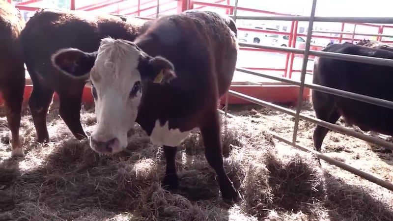 Nine new screwworm cases confirmed in Sonora, Mexico as Douglas port reopens to cattle trade...