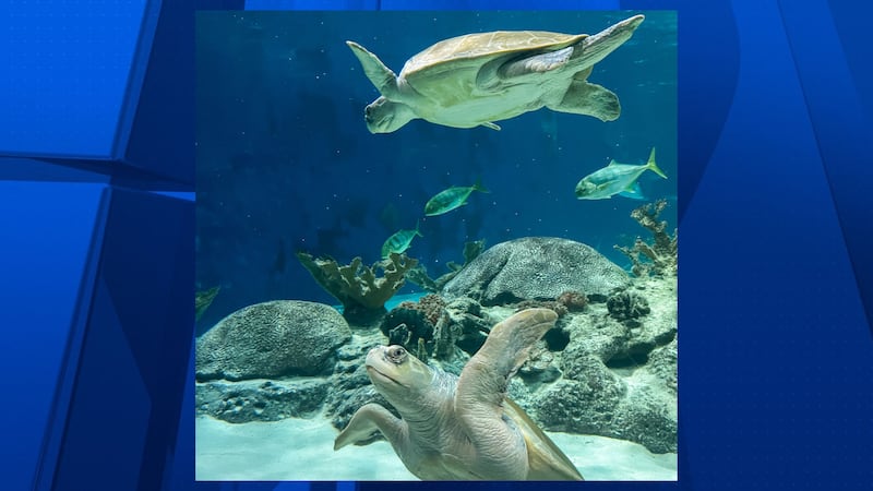 Theodore and Powell are two new residents at Odysea Aquarium.