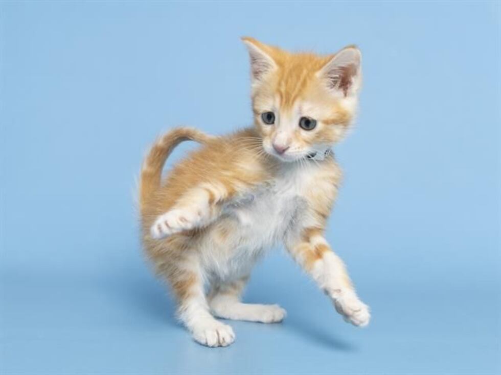 Meet Nala - the orange tabby - now up for adoption in Scottsdale.