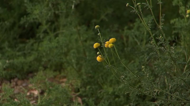 Heavy rainfall has caused weed growth across Arizona, raising concerns for the upcoming fire...