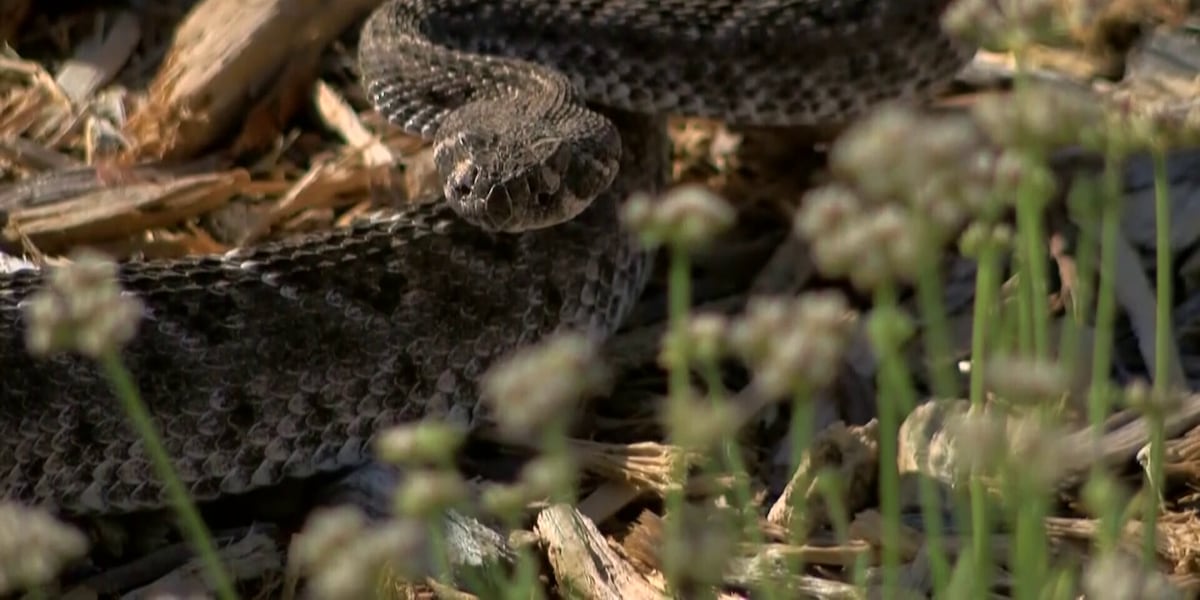 Life Rattled Scottsdale grandfather recovering after rattlesnake bite