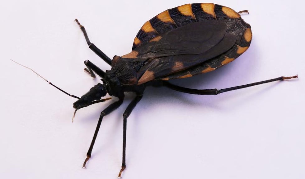 Kissing Bug (Credit: David Schneider via 123RF)