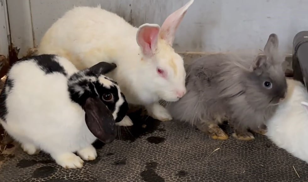 Fosters needed for 139 rabbits rescued from Glendale home