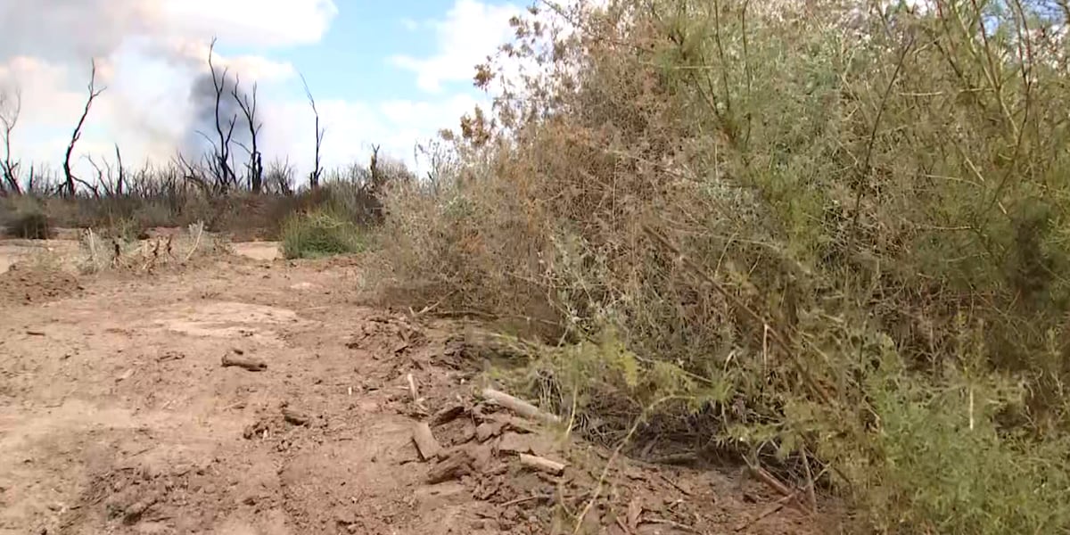 Hazen Fire grows as invasive tree slows firefighting efforts near Buckeye
