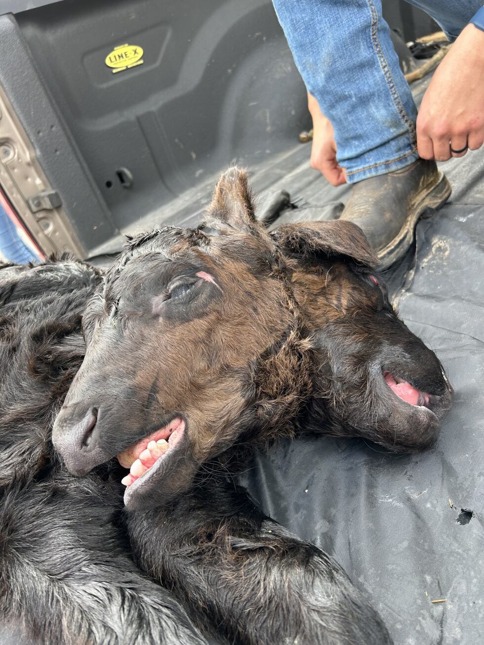 A rare double-headed calf was born in Edmonton, Kentucky, where it then unfortunately passed...