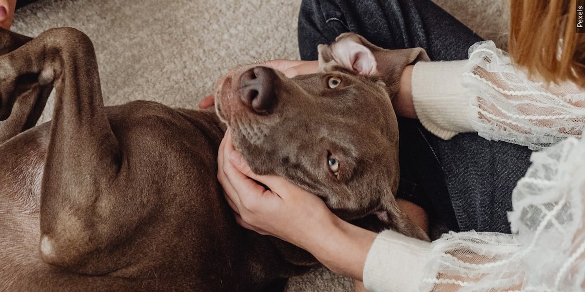 Arizona ranks #3 for healthiest dogs in the US