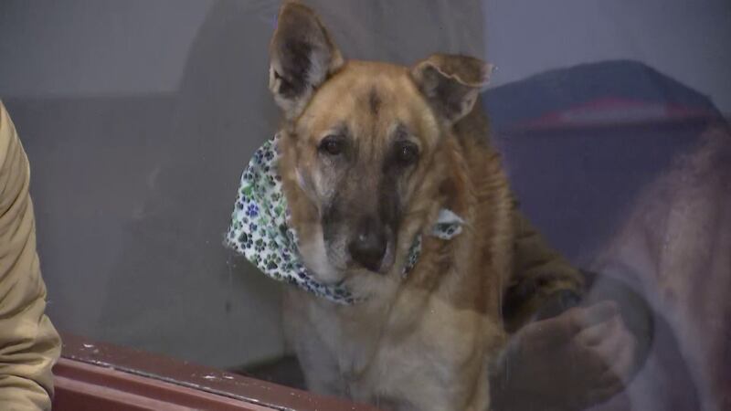 Maricopa County Animal Care and Control is preparing to be busy this New Year’s Day with pets...