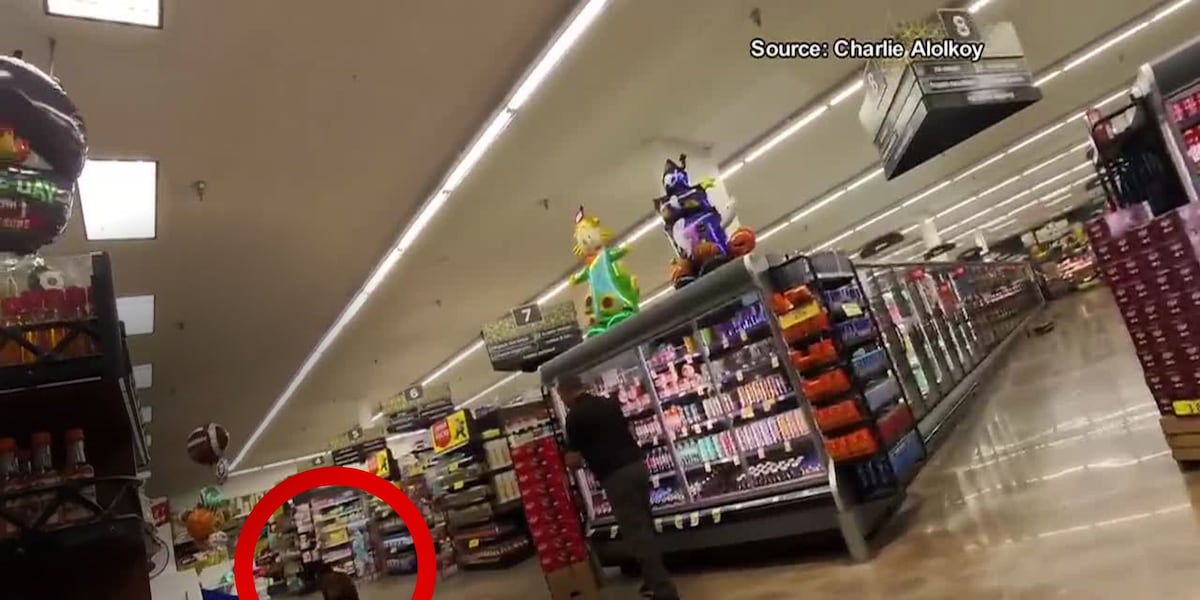 Bear Sparks Panic During Early Morning Arizona Grocery Store Visit