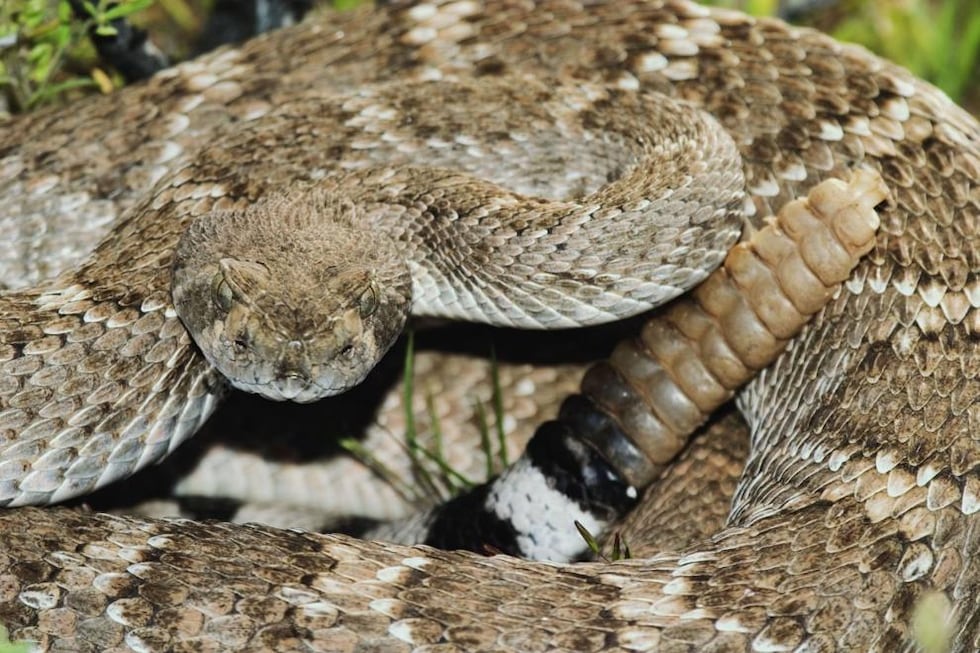 The Desert Diamondback Rattlesnake in striking position.