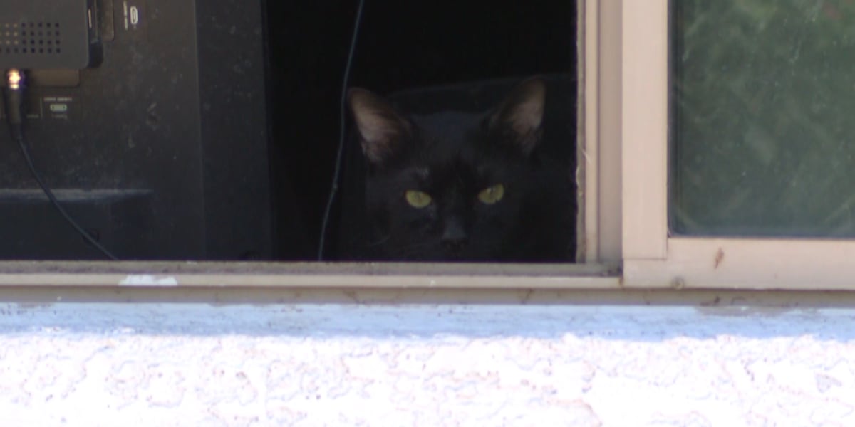 Rescue of 300 Cats from Nevada, Florida Homes Highlights Large-Scale Abandonment