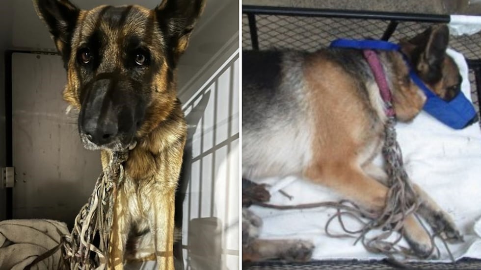 AHS says Bunny the German shepard was entangled in old ropes and collars and ended up hogtying...