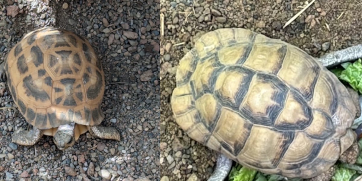 Critically Endangered Tortoises Stolen From Indianapolis Zoo Found Safe in Madison County