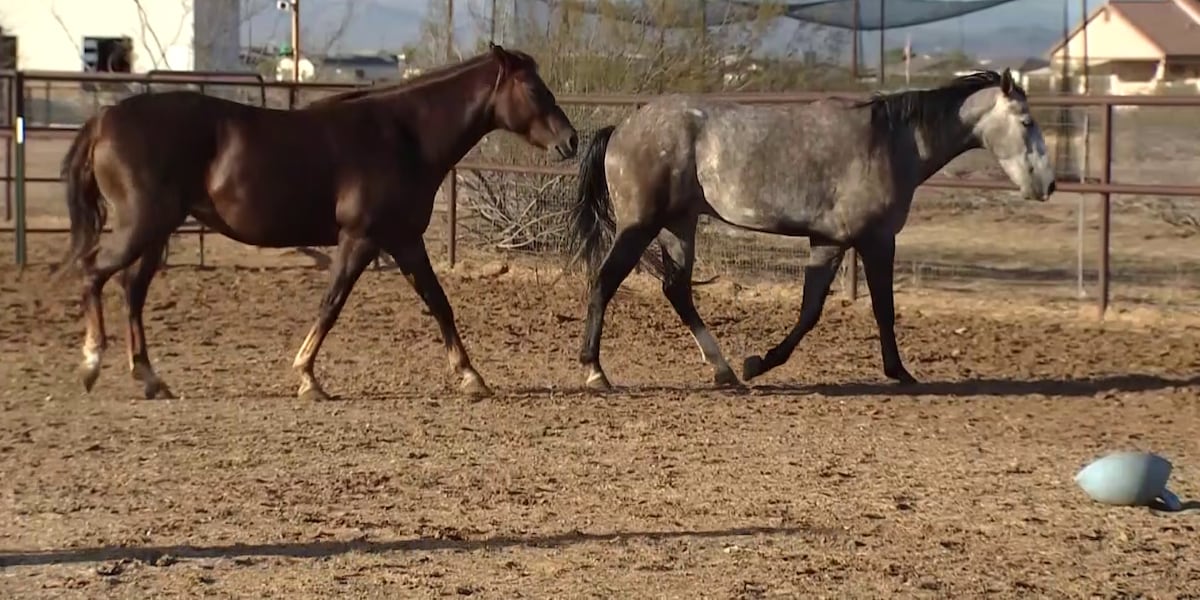 Surprise animal sanctuary damaged in recent storm
