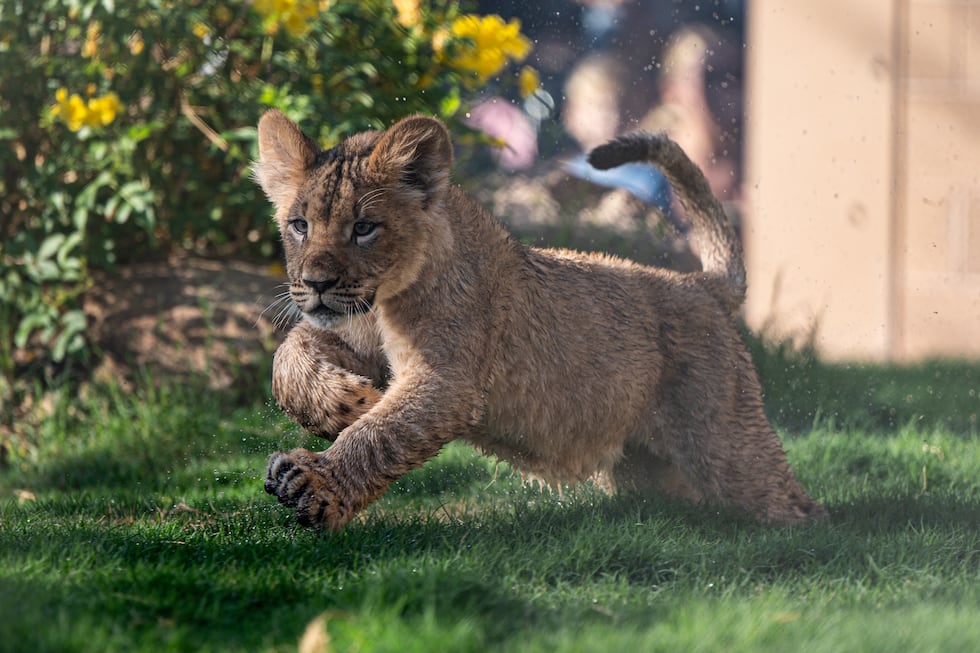 Here’s how to see the 4-month-old lion cubs at the Phoenix Zoo 2 One of the 4-month-old lion cubs plays in his new habitat at the Phoenix Zoo.