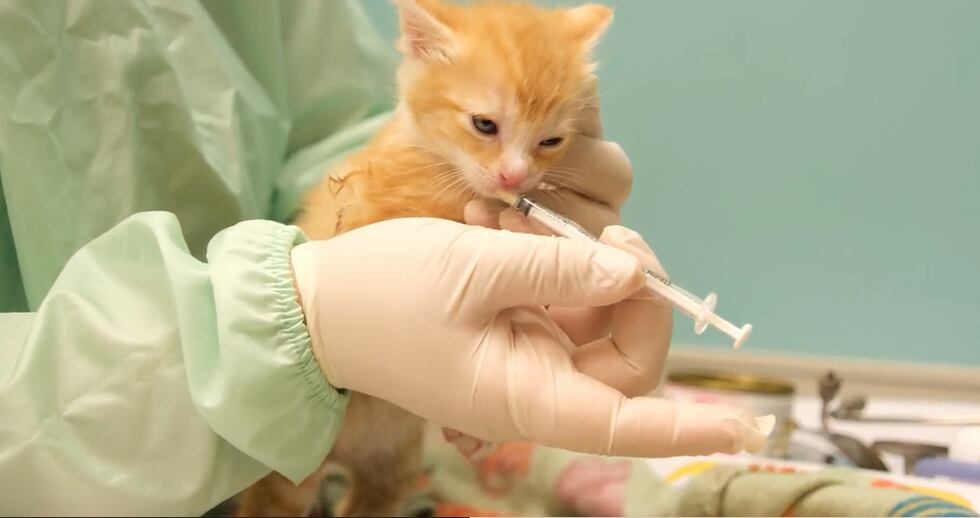 AHS officials shared images of when she was being diagnosed by a vet.