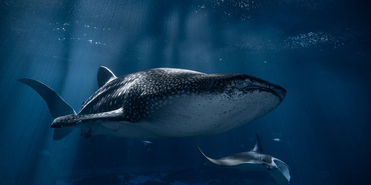 Georgia Aquarium Euthanizes Beloved Male Whale Shark Taroko