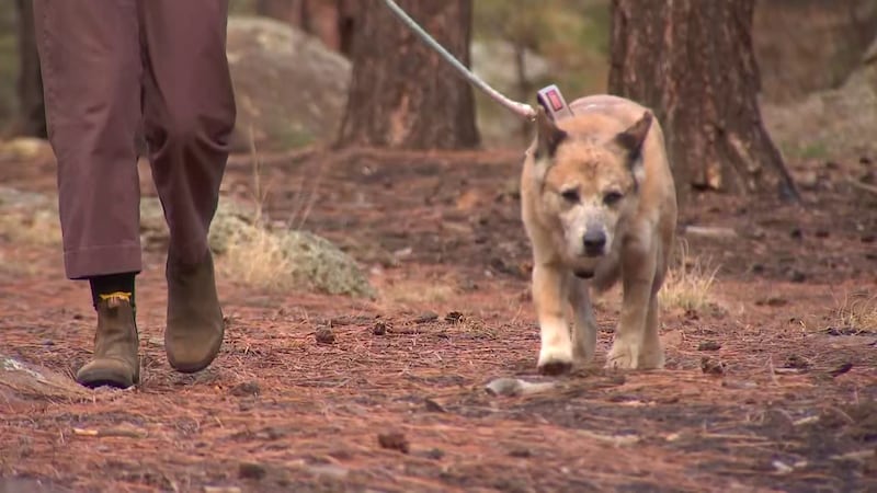 Anyone can take a dog on a trail.
