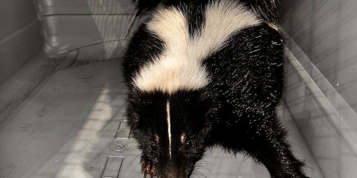 Honolulu Police Capture Skunk at Kaka‘ako Waterfront Park for Rabies Testing