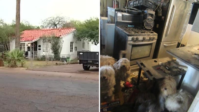 County prosecutors announced Thursday that a Phoenix dog breeder accused of hoarding dead and...