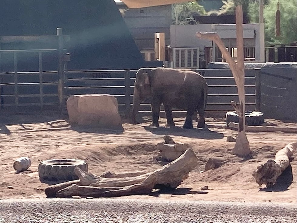 "It's likely that zoos contribute to premature aging of elephants through the cumulative...