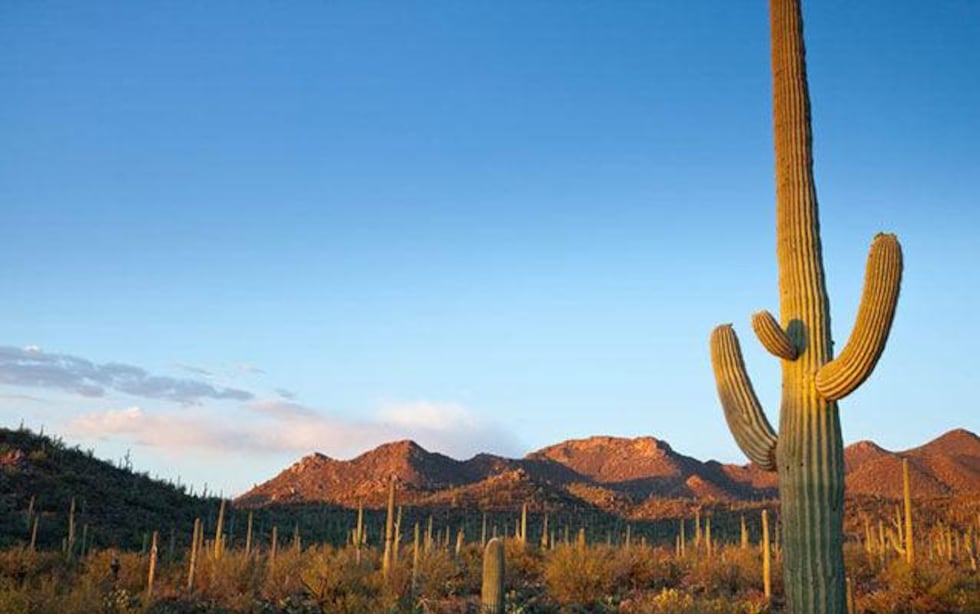 Saguaro National Park