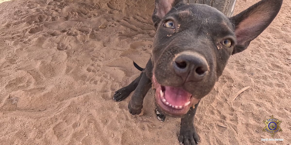 19 dogs rescued near Tonopah after going without access to water, officials say