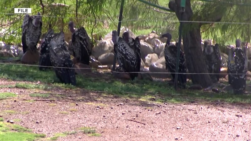 An E. coli outbreak among children that officials tied to contact with animals at a recent...