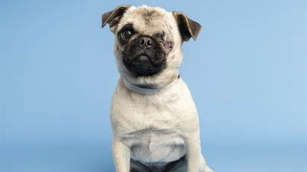 One of the adorable pups that’s ready to find her family is Colonel Cabbage, a one-eyed pug.