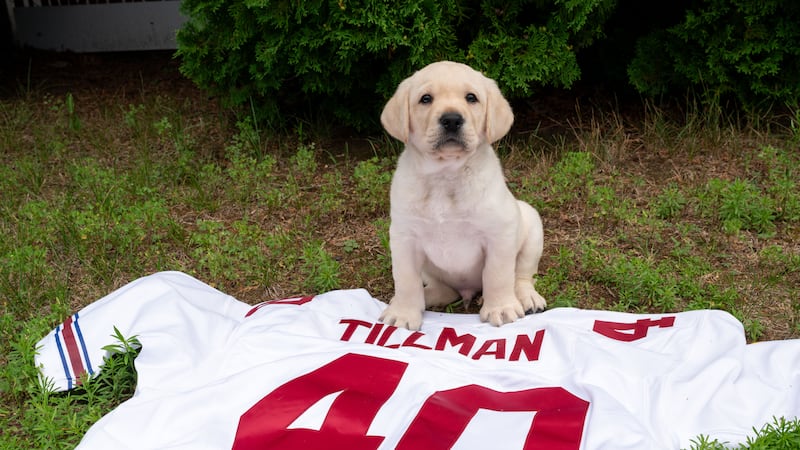 A yellow Lab puppy named "Tillman" is being trained as a free service dog for veterans,...