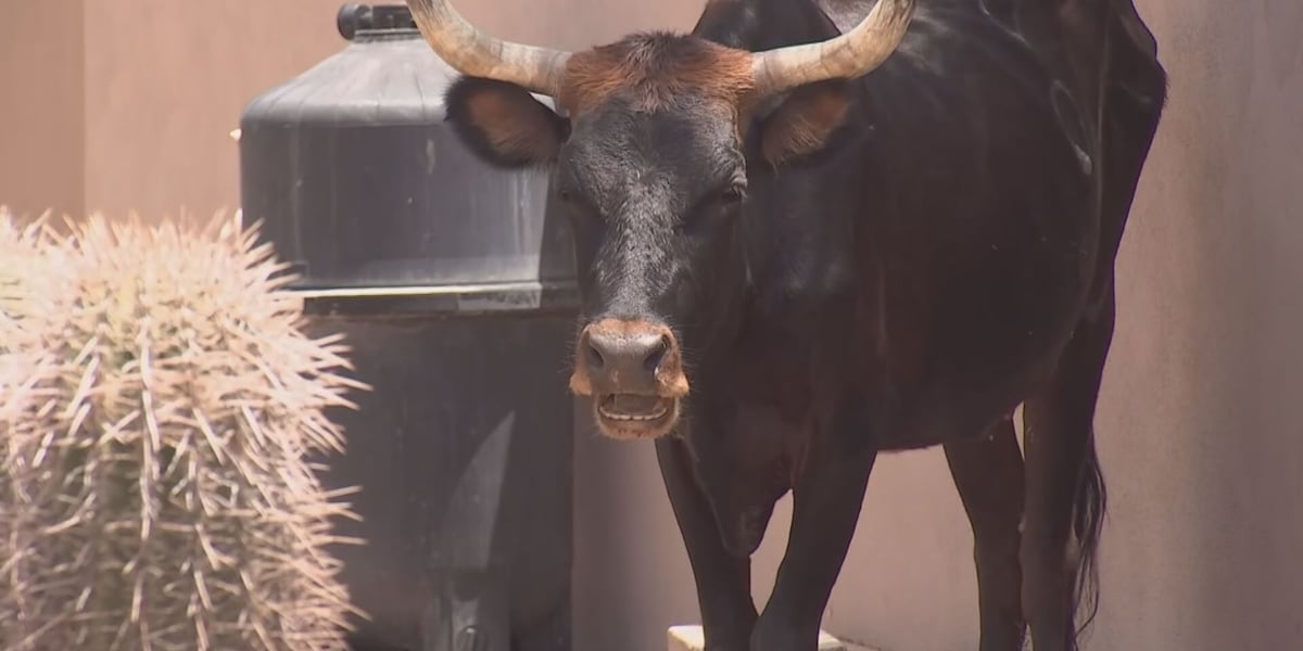 Overrun Animals New River residents concerned over neighborhood being overrun by cows