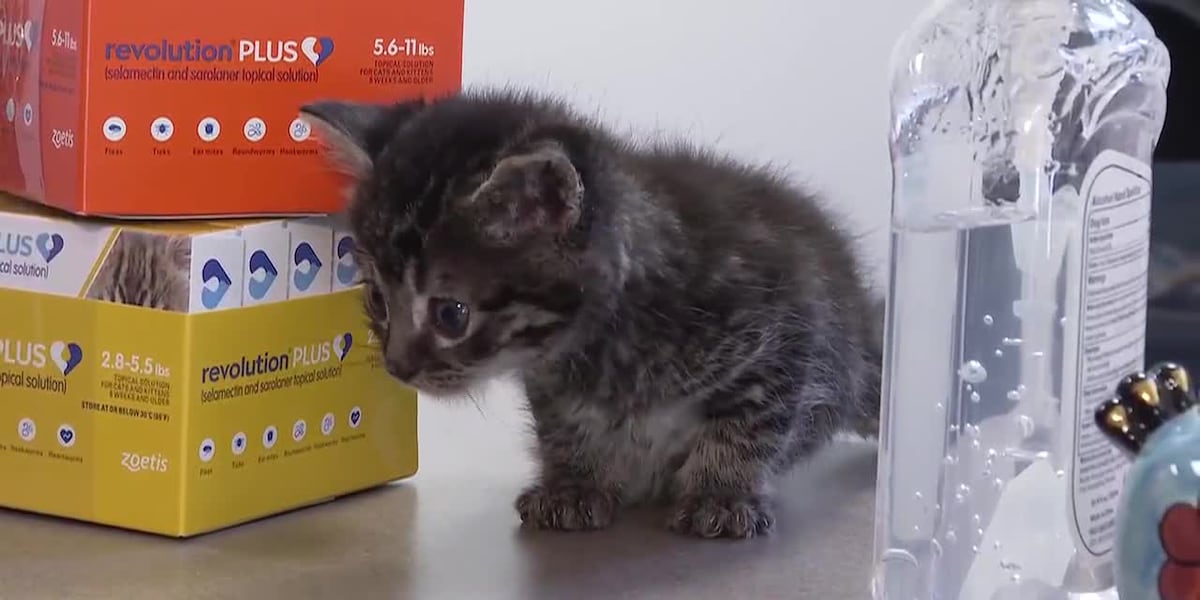 Vets warn pet owners ‘bobcat fever’ is now affecting domestic cats. Here’s what to know