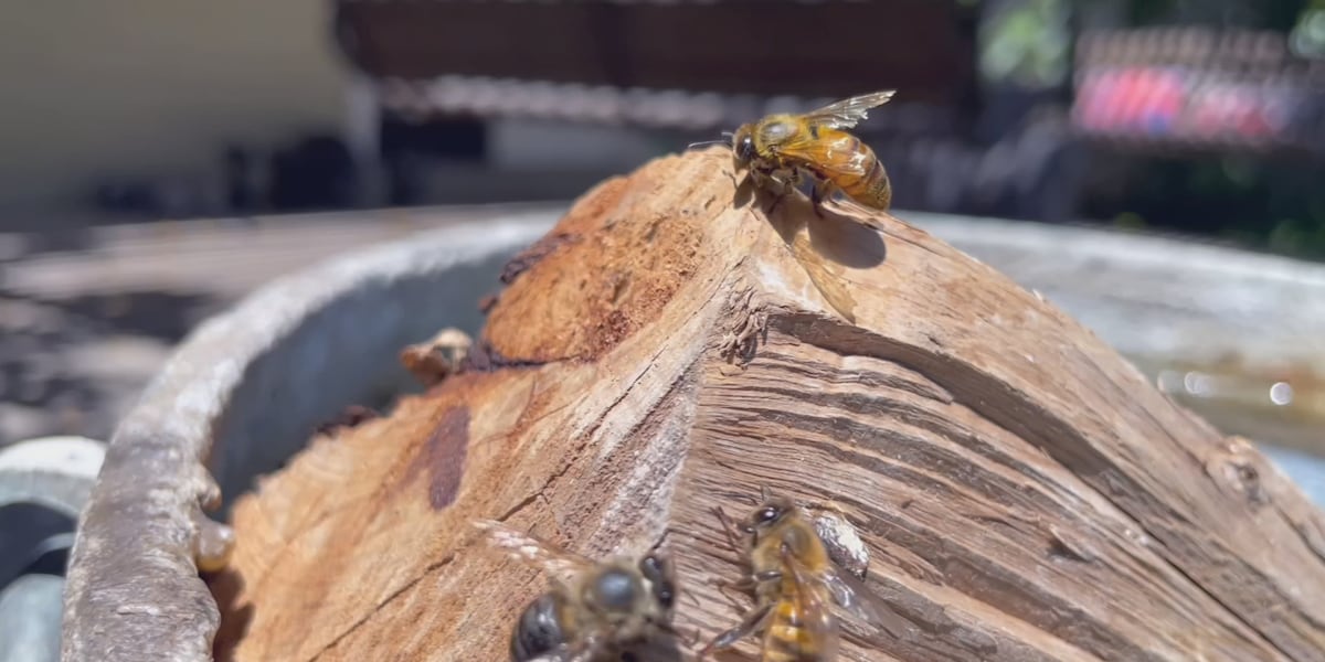 Hive Call Beekeepers flooded with calls to clear out hives across the Phoenix-area