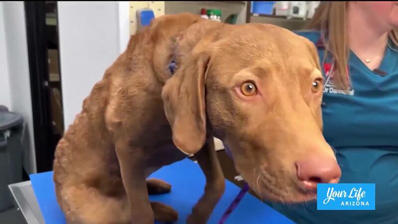 43rd Avenue Animal Hospital