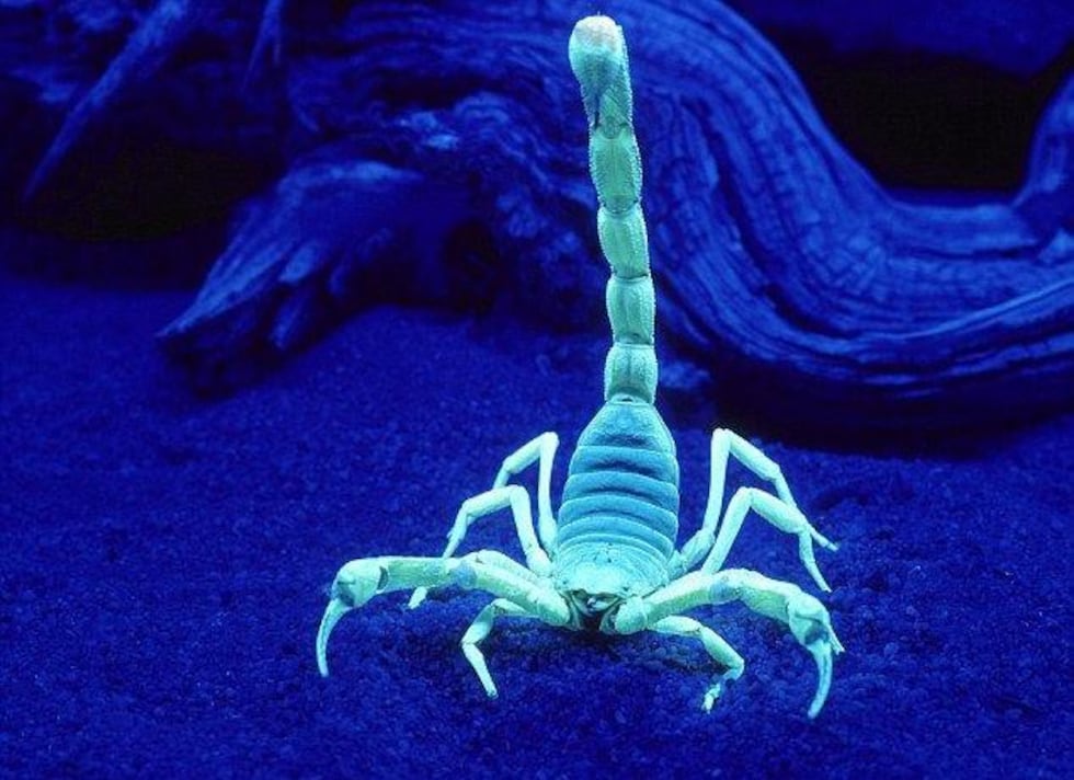 A black light makes scorpions easier to see at night. (Source: 3TV/CBS 5 News)