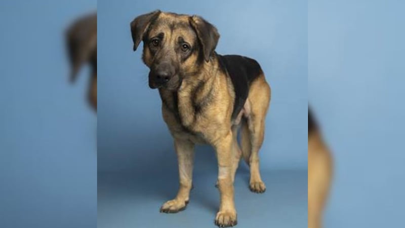 Junum, a two-year-old Shepard mix, made a miraculous recovery after he was seriously injured...