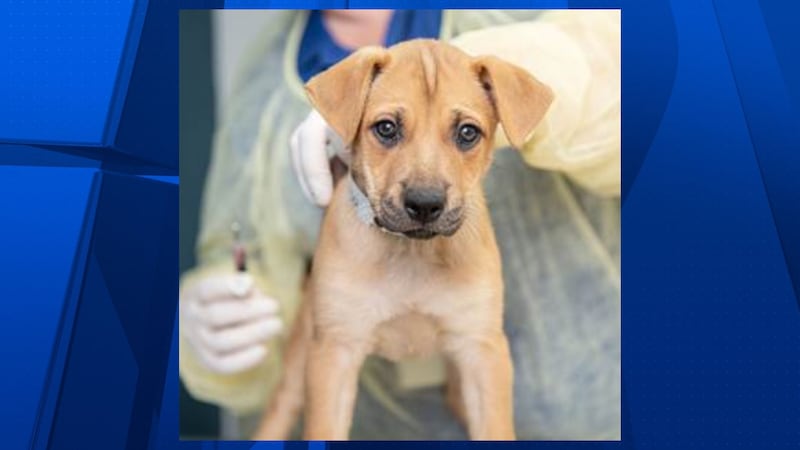 The Arizona Humane Society is urging the community to protect Valley pets from deadly, highly...
