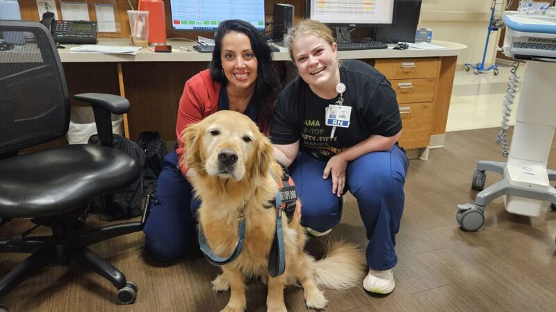 Alex, a golden retriever, has been named the Chief Happiness Officer at Abrazo Arrowhead...