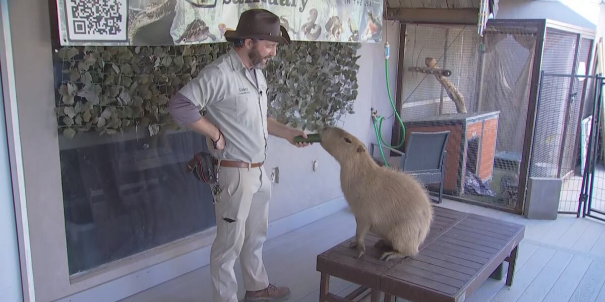 Capybara Train Capybara being trained at Scottsdale animal sanctuary