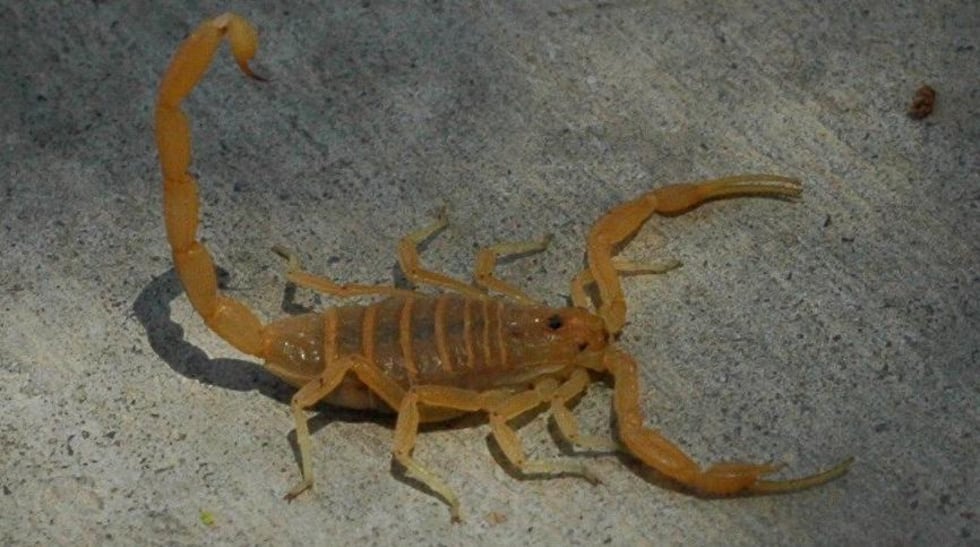 Arizona Bark Scorpion