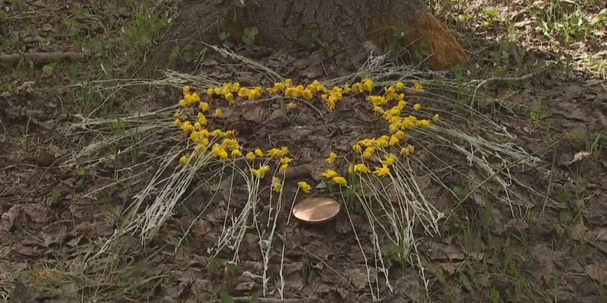 Bury Tree How you can get your ashes buried at a tree outside Flagstaff