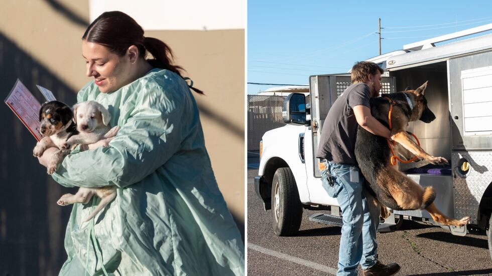 Volunteers were up bright and early at to help transport all the furry friends.