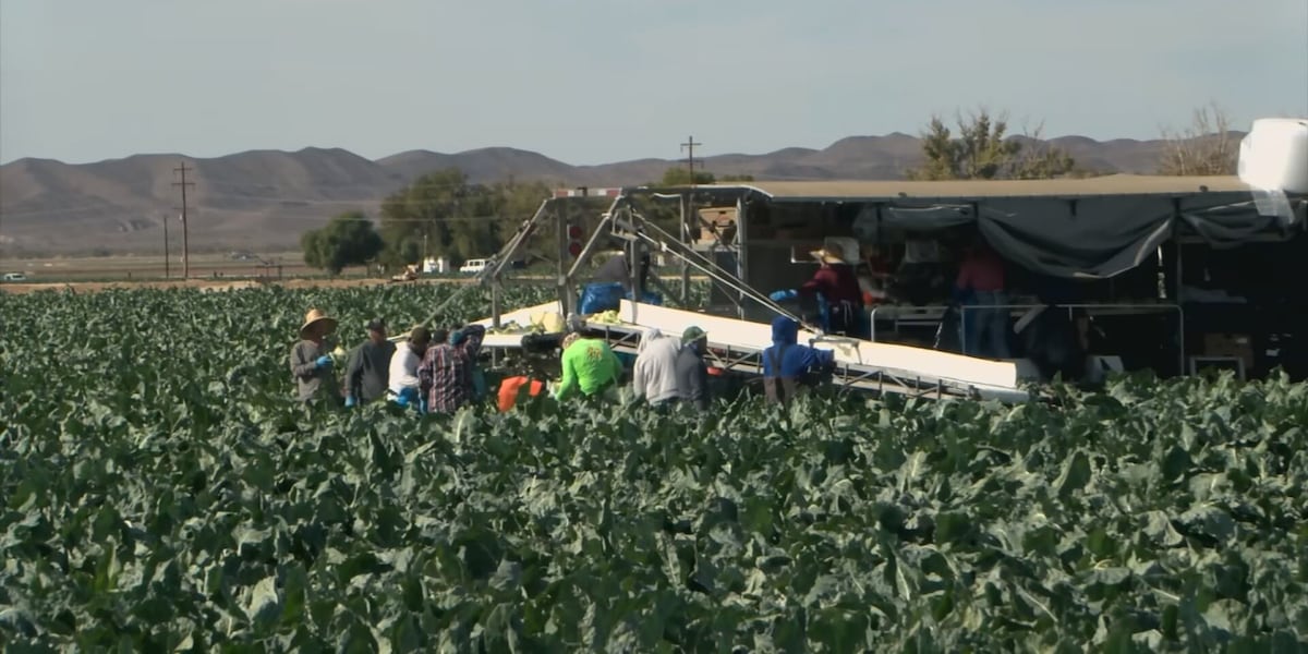 Protected by senior rights, Yuma farmers shielded from looming Colorado River water cuts