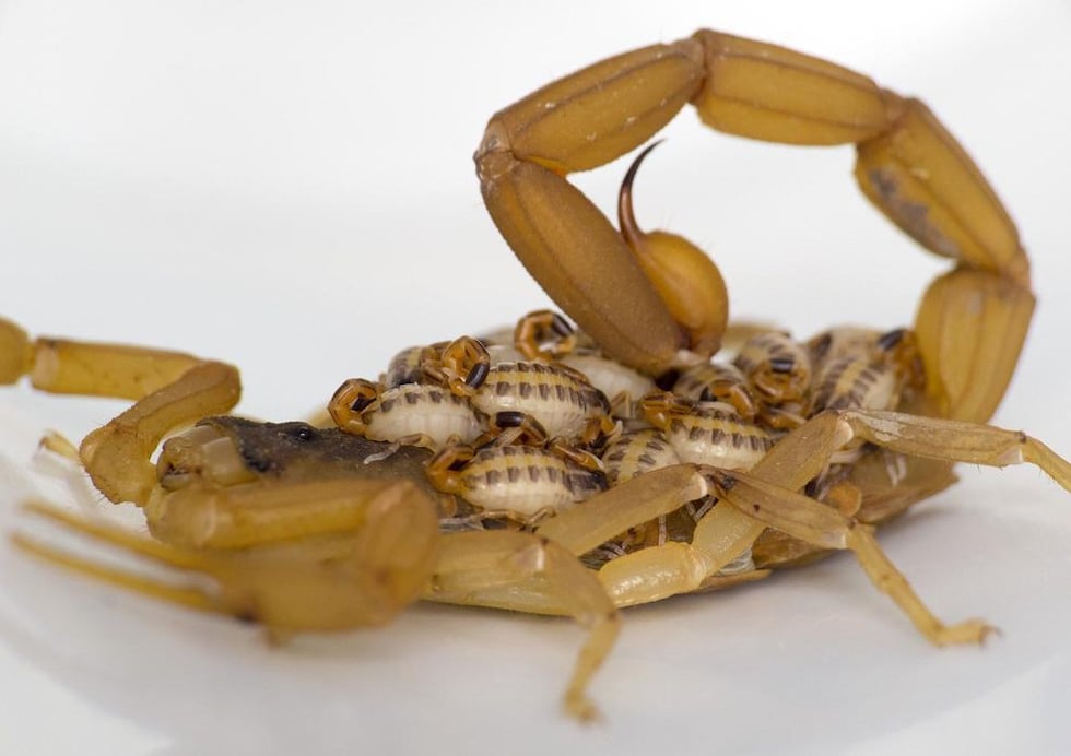 This is a mother scorpion with her babies on her back.