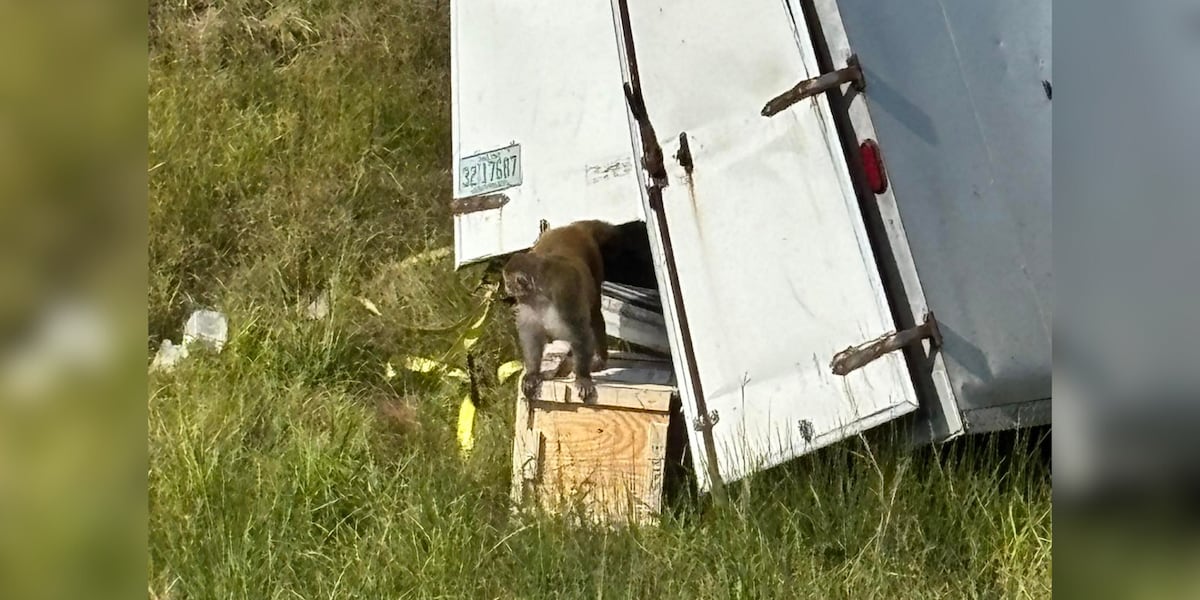 Mississippi Monkeys Escape After Truck Crash Prompt Public Health Concerns