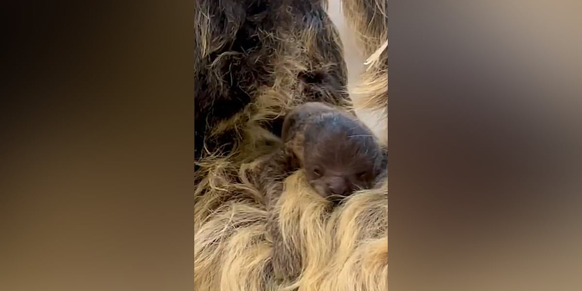 Zoo announces birth of baby sloth: ‘We are beyond excited’