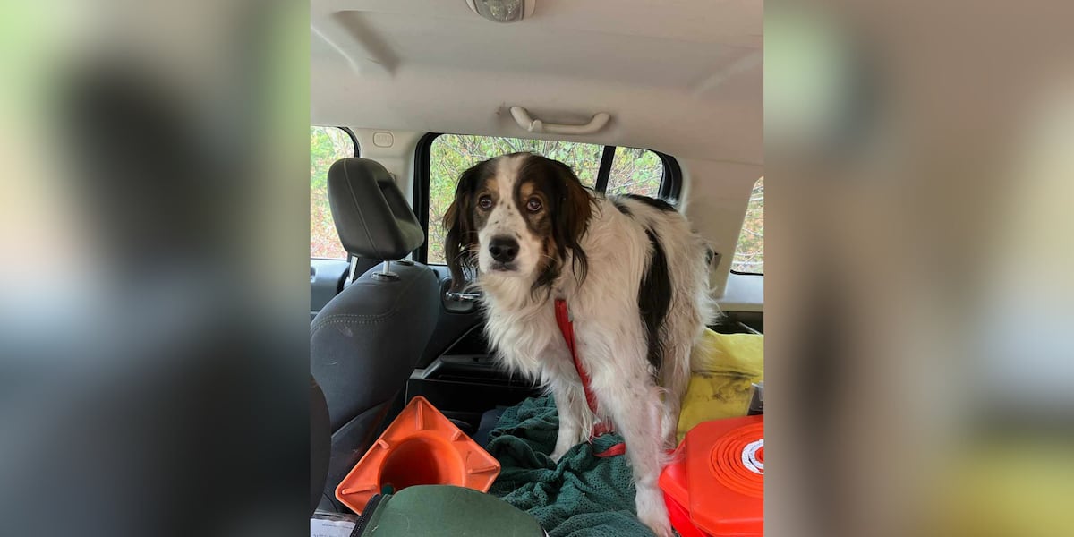 O Save Owner ‘Hero dog’ helps save owner who fell and was calling for help for hours